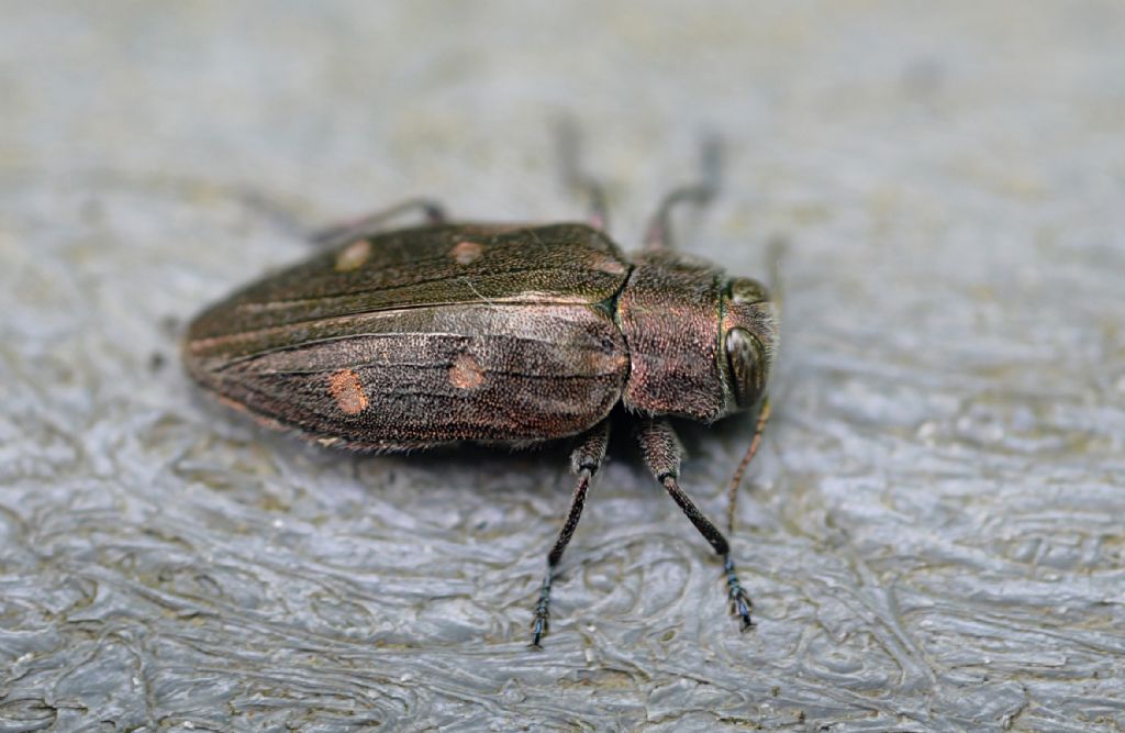 Buprestidae: Chrysobothris solieri